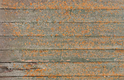Woodsen Orange 12X8 Ultracloth ( 144 X 96 Inch ) Backdrop