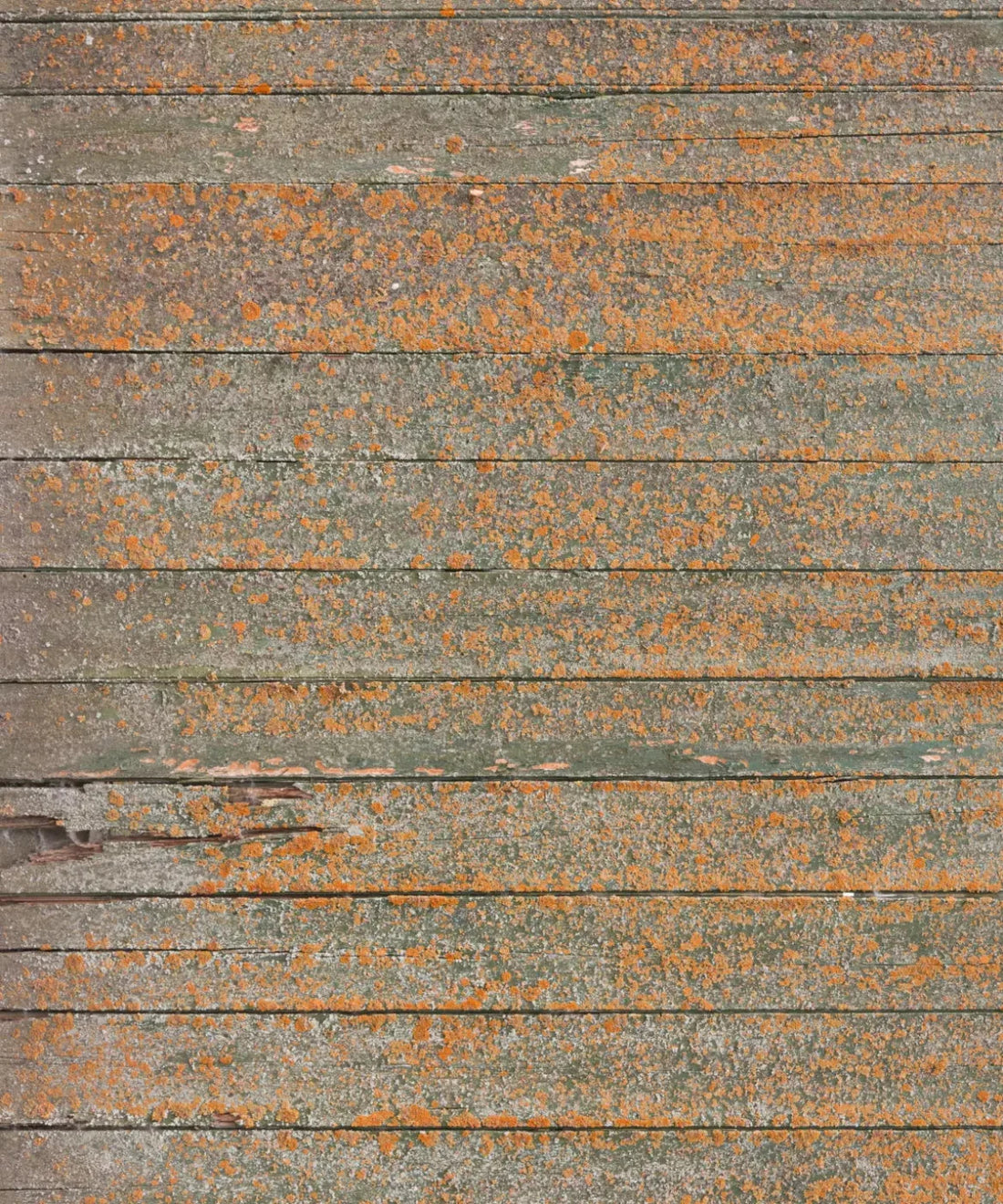 Orange Wood Backdrop for Photography