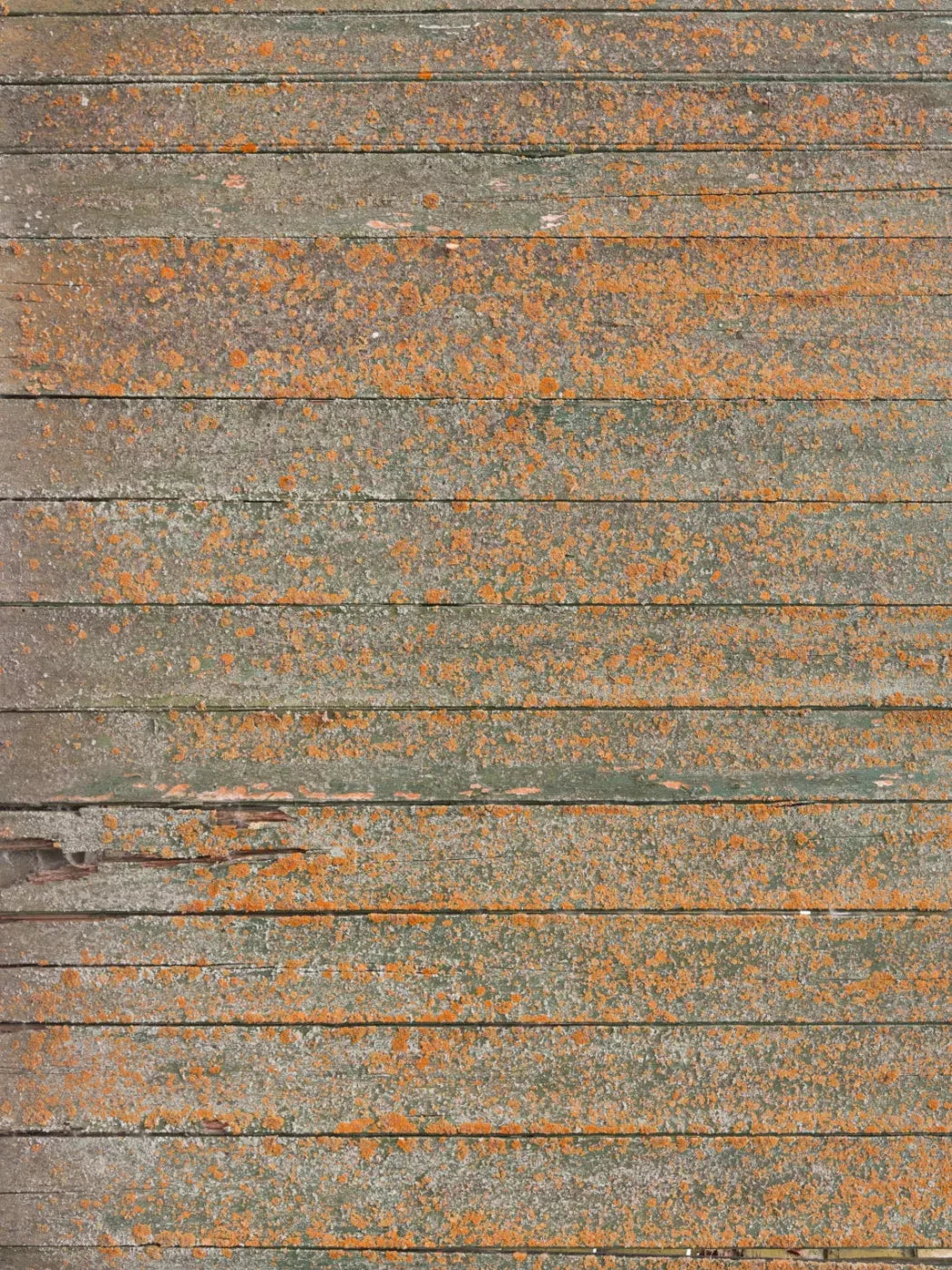 Woodsen Orange 5X68 Fleece ( 60 X 80 Inch ) Backdrop