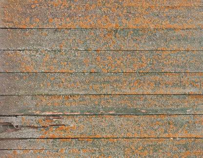 Woodsen Orange 8X6 Fleece ( 96 X 72 Inch ) Backdrop