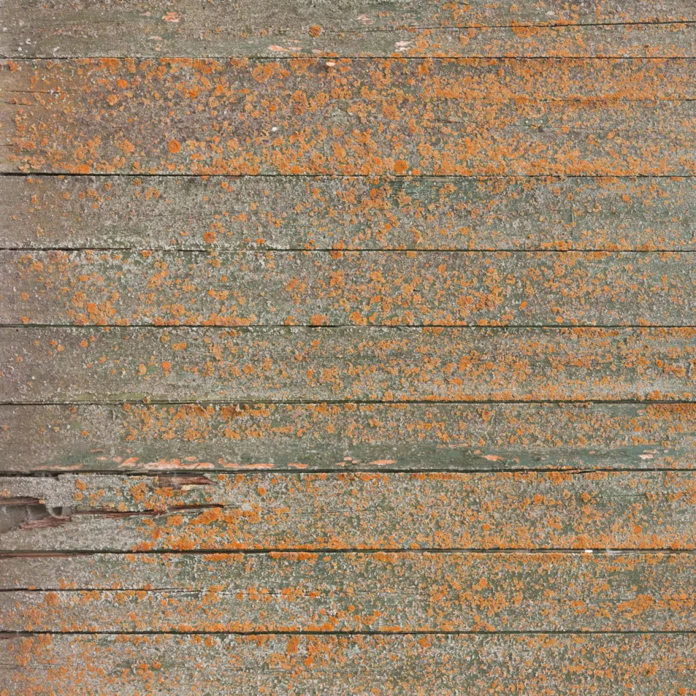 Woodsen Orange 8X8 Fleece ( 96 X Inch ) Backdrop