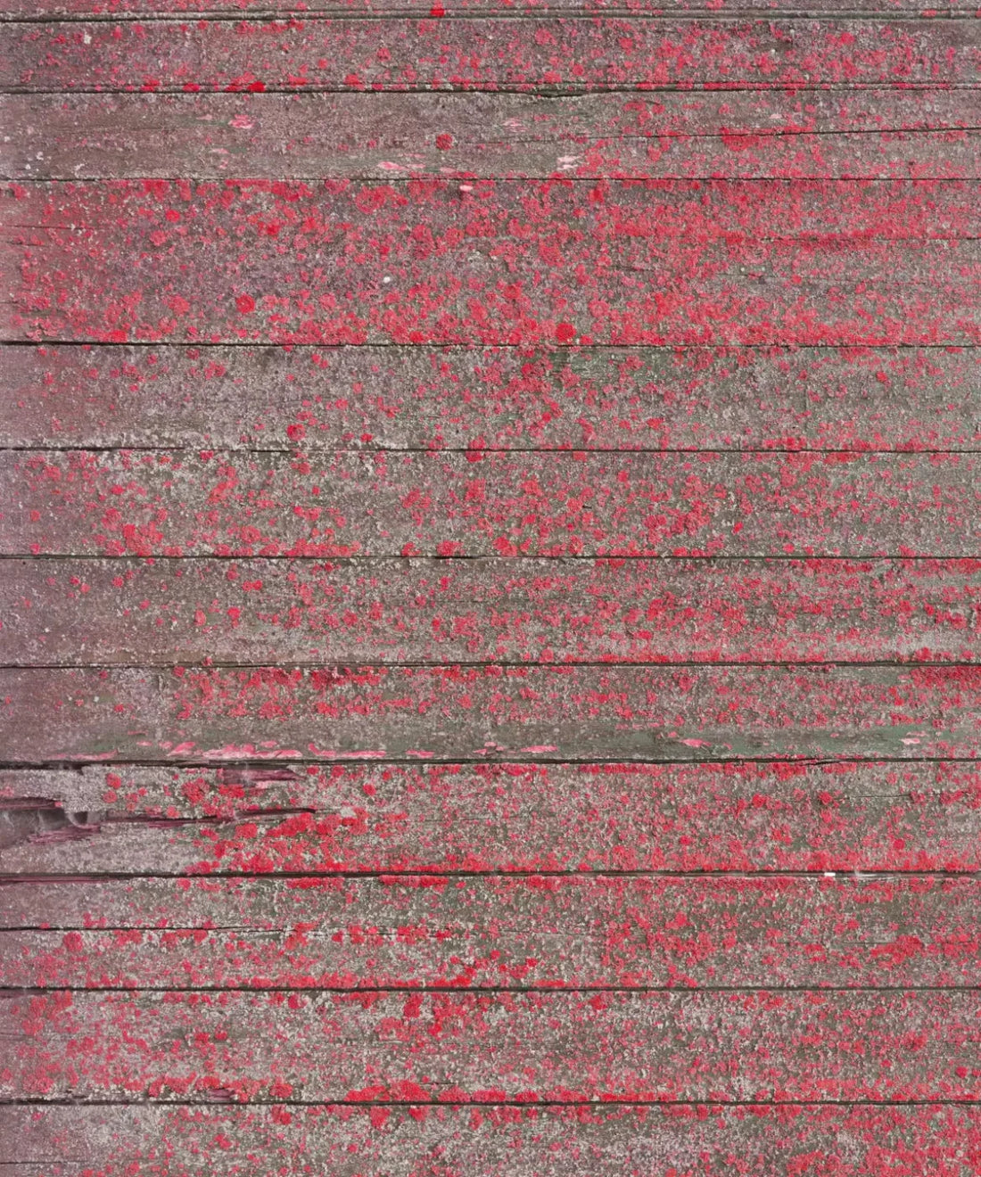 Pink Wood Backdrop for Photography