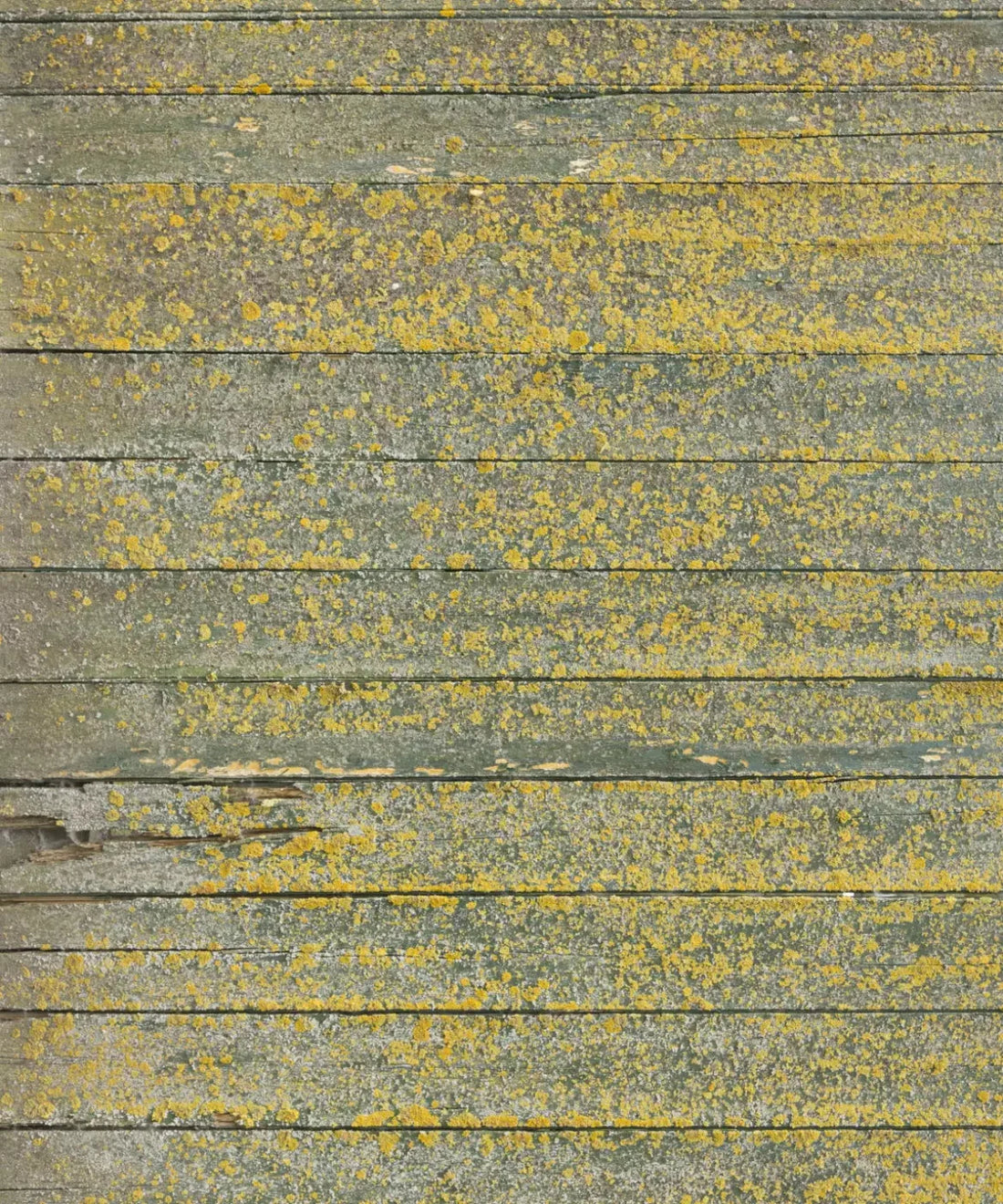 Yellow Wood Backdrop for Photography