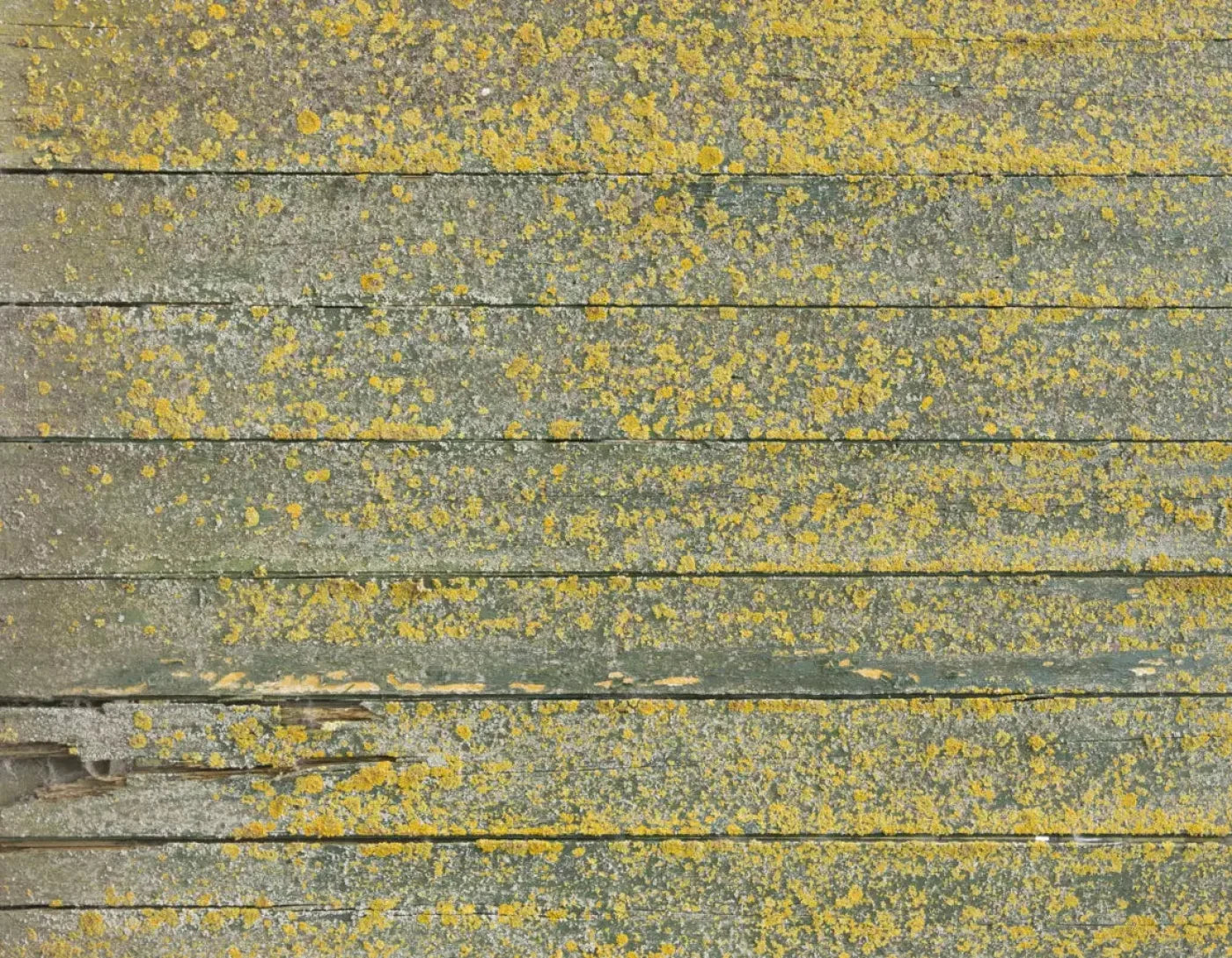 Woodsen Yellow 8X6 Fleece ( 96 X 72 Inch ) Backdrop