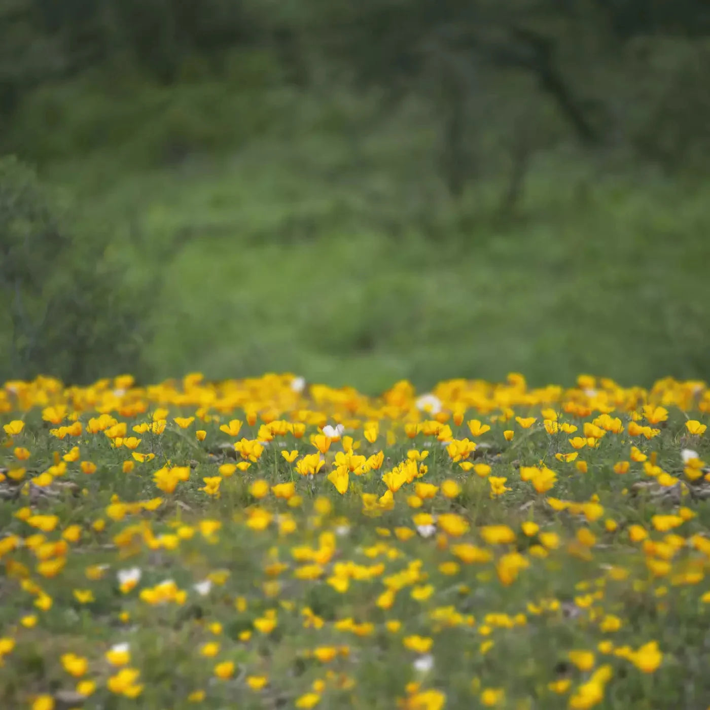 Yellow Poppies 10X10 Ultracloth ( 120 X Inch ) Backdrop