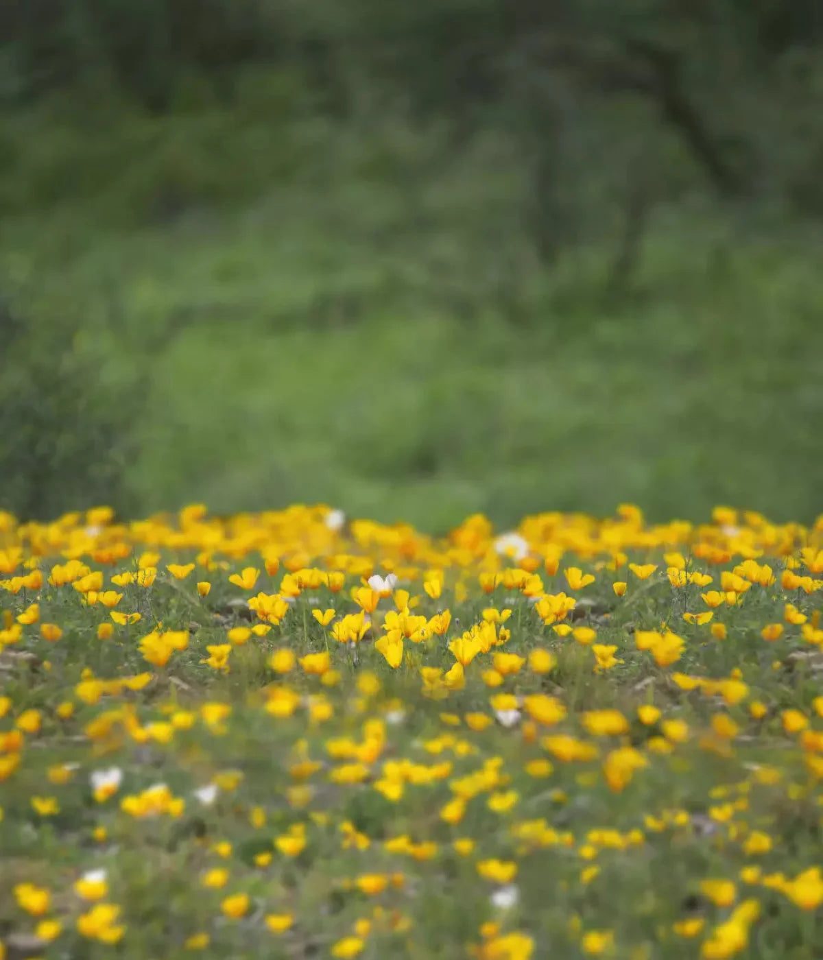 Yellow Poppies 10X12 Ultracloth ( 120 X 144 Inch ) Backdrop