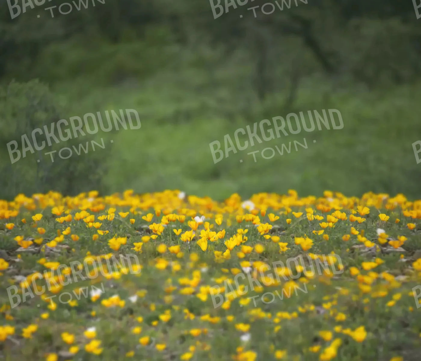 Yellow Poppies 12X10 Ultracloth ( 144 X 120 Inch ) Backdrop