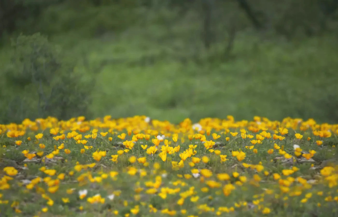 Yellow Poppies 12X8 Ultracloth ( 144 X 96 Inch ) Backdrop