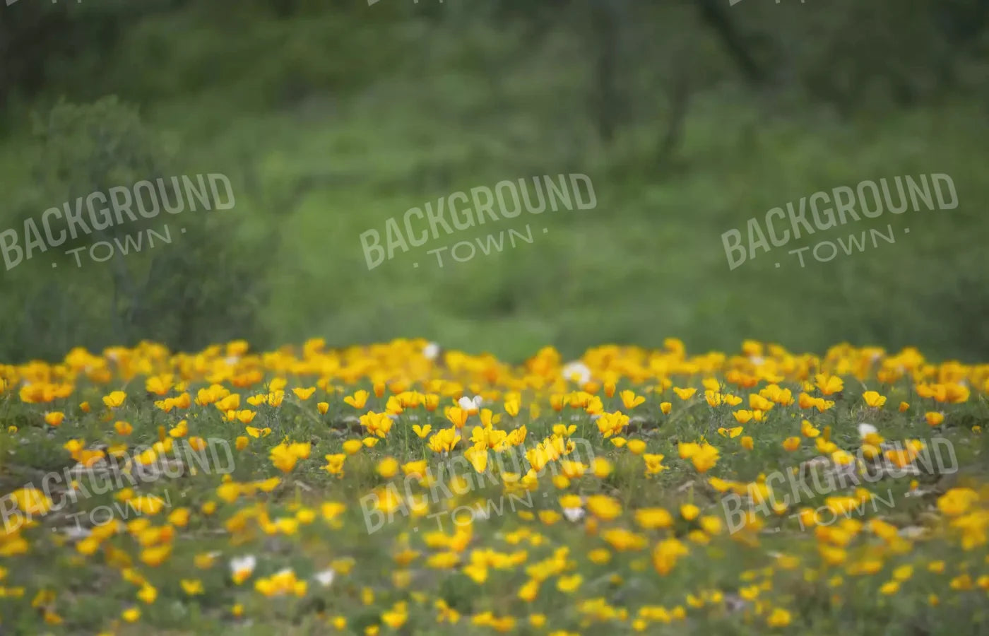 Yellow Poppies 12X8 Ultracloth ( 144 X 96 Inch ) Backdrop
