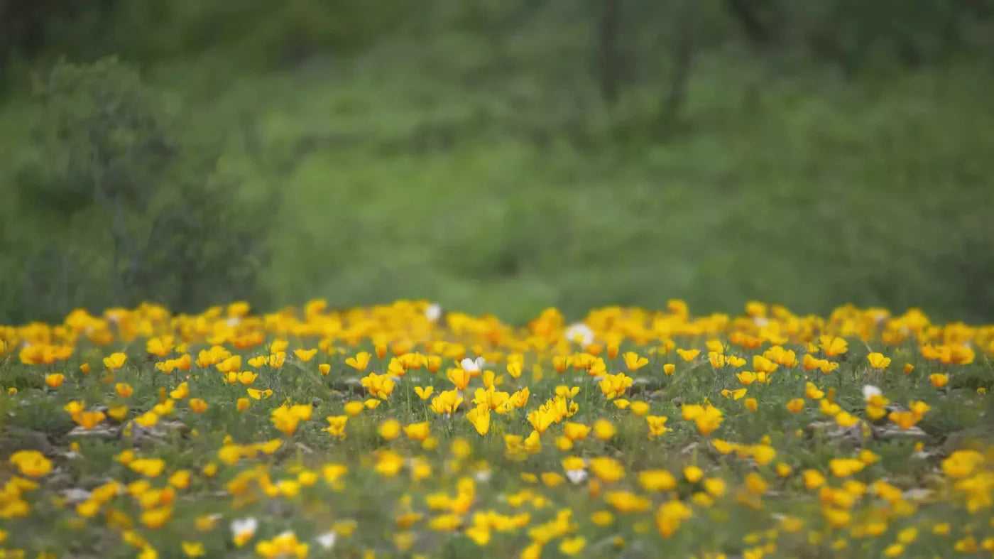 Yellow Poppies 14X8 Ultracloth ( 168 X 96 Inch ) Backdrop