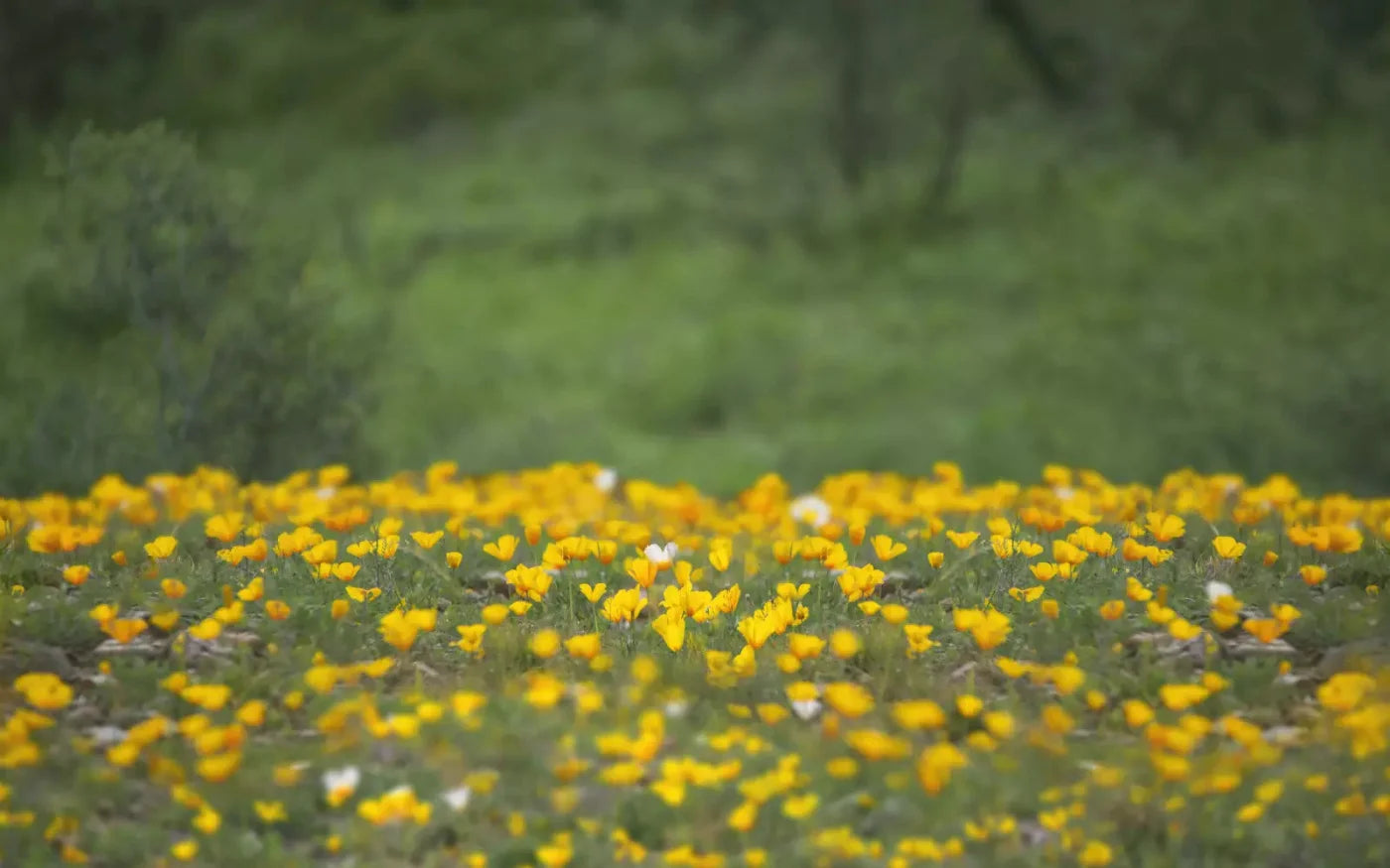 Yellow Poppies 14X9 Ultracloth ( 168 X 108 Inch ) Backdrop