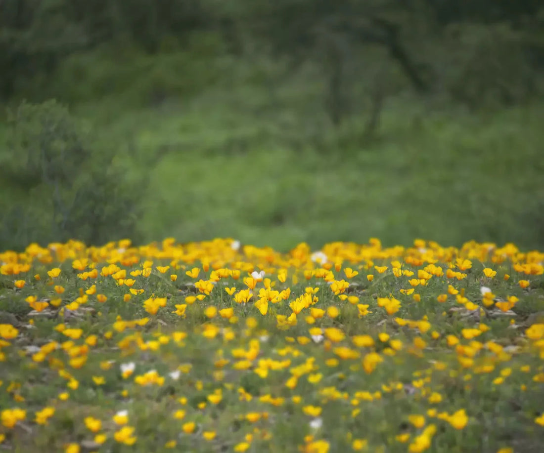 Yellow Poppies 5X42 Fleece ( 60 X 50 Inch ) Backdrop