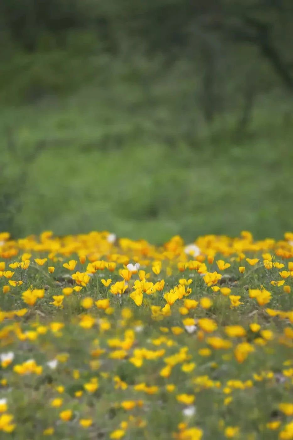 Yellow Poppies 5X8 Ultracloth ( 60 X 96 Inch ) Backdrop