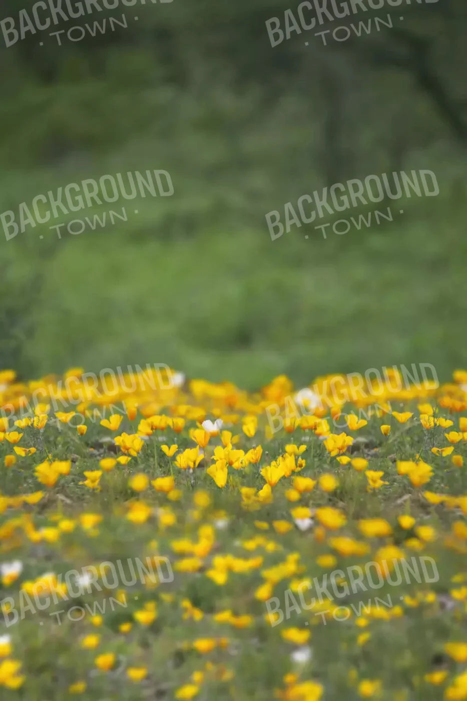 Yellow Poppies 5X8 Ultracloth ( 60 X 96 Inch ) Backdrop