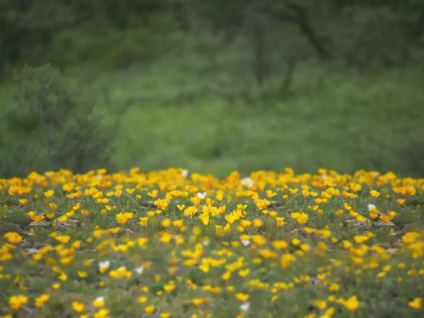Yellow Poppies 68X5 Fleece ( 80 X 60 Inch ) Backdrop