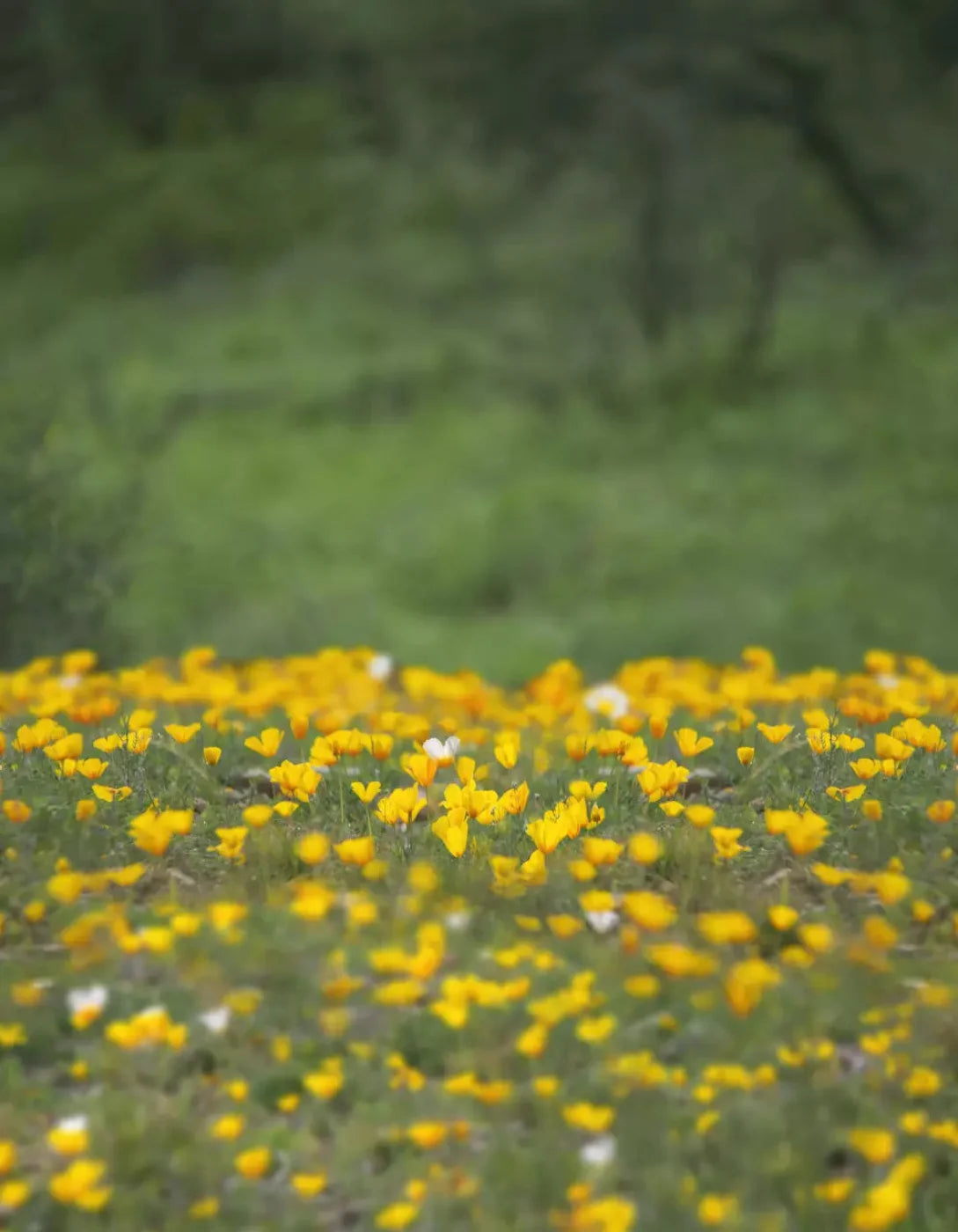 Yellow Poppies 6X8 Fleece ( 72 X 96 Inch ) Backdrop