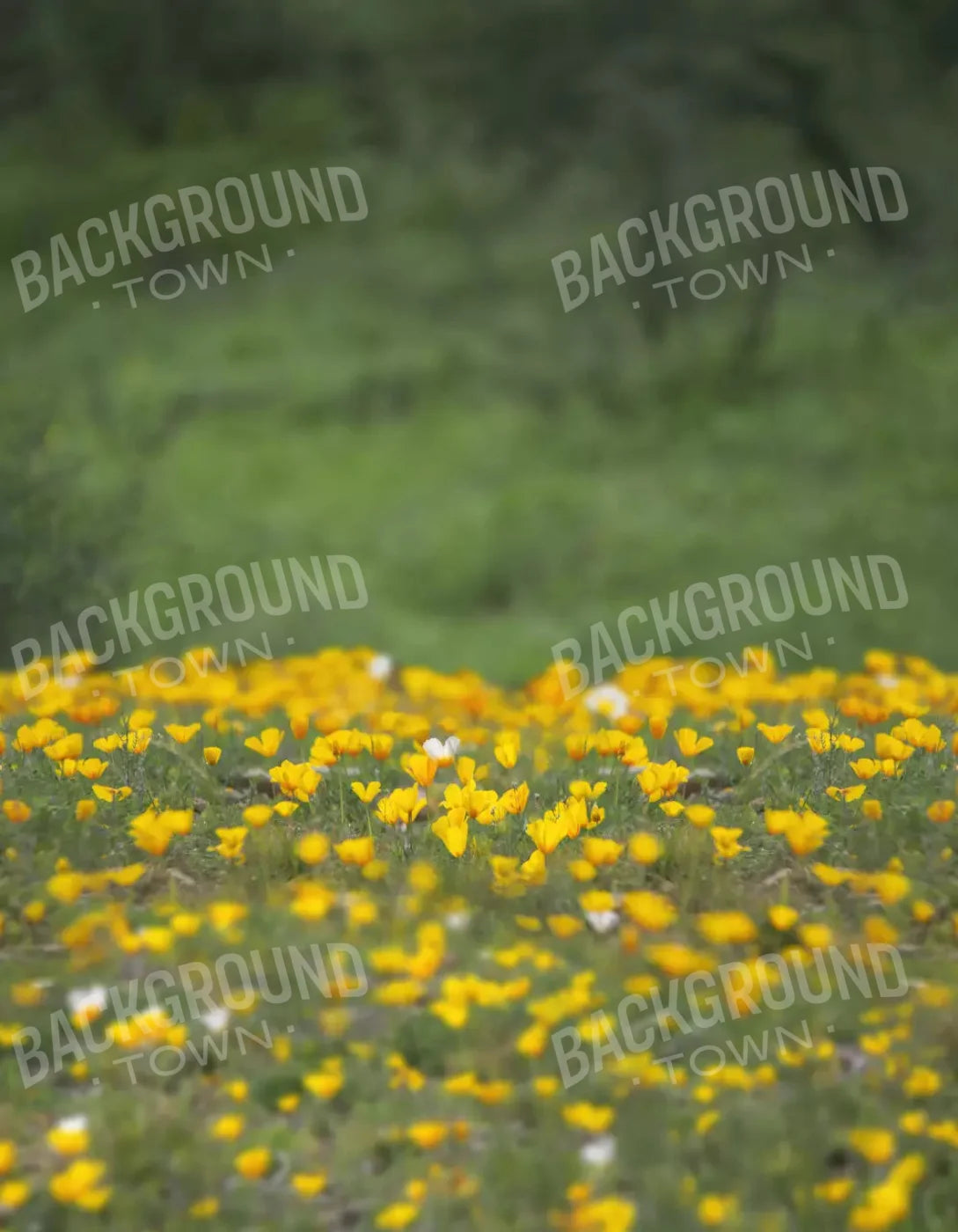 Yellow Poppies 6X8 Fleece ( 72 X 96 Inch ) Backdrop