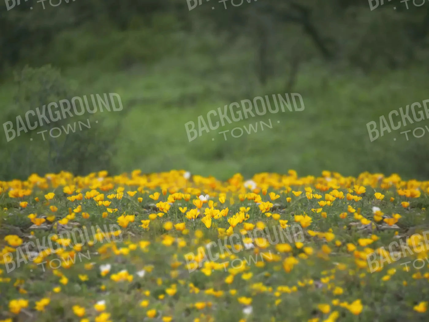 Yellow Poppies 7X5 Ultracloth ( 84 X 60 Inch ) Backdrop