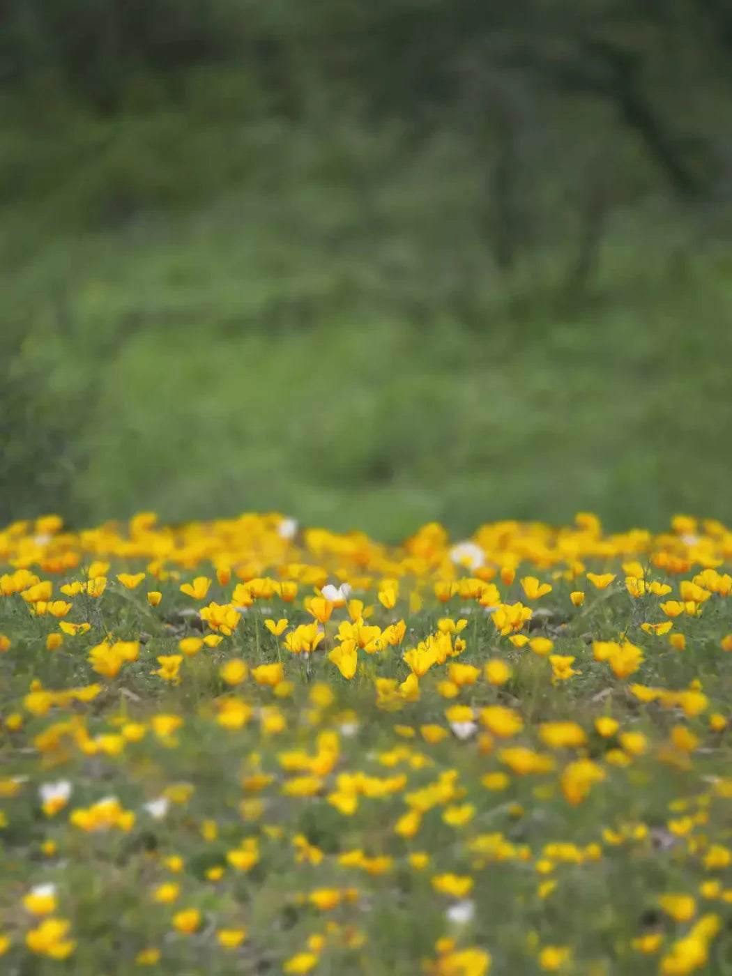 Yellow Poppies 8X10 Fleece ( 96 X 120 Inch ) Backdrop