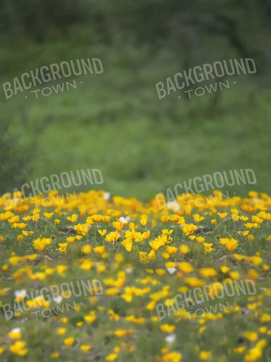 Yellow Poppies 8X10 Fleece ( 96 X 120 Inch ) Backdrop