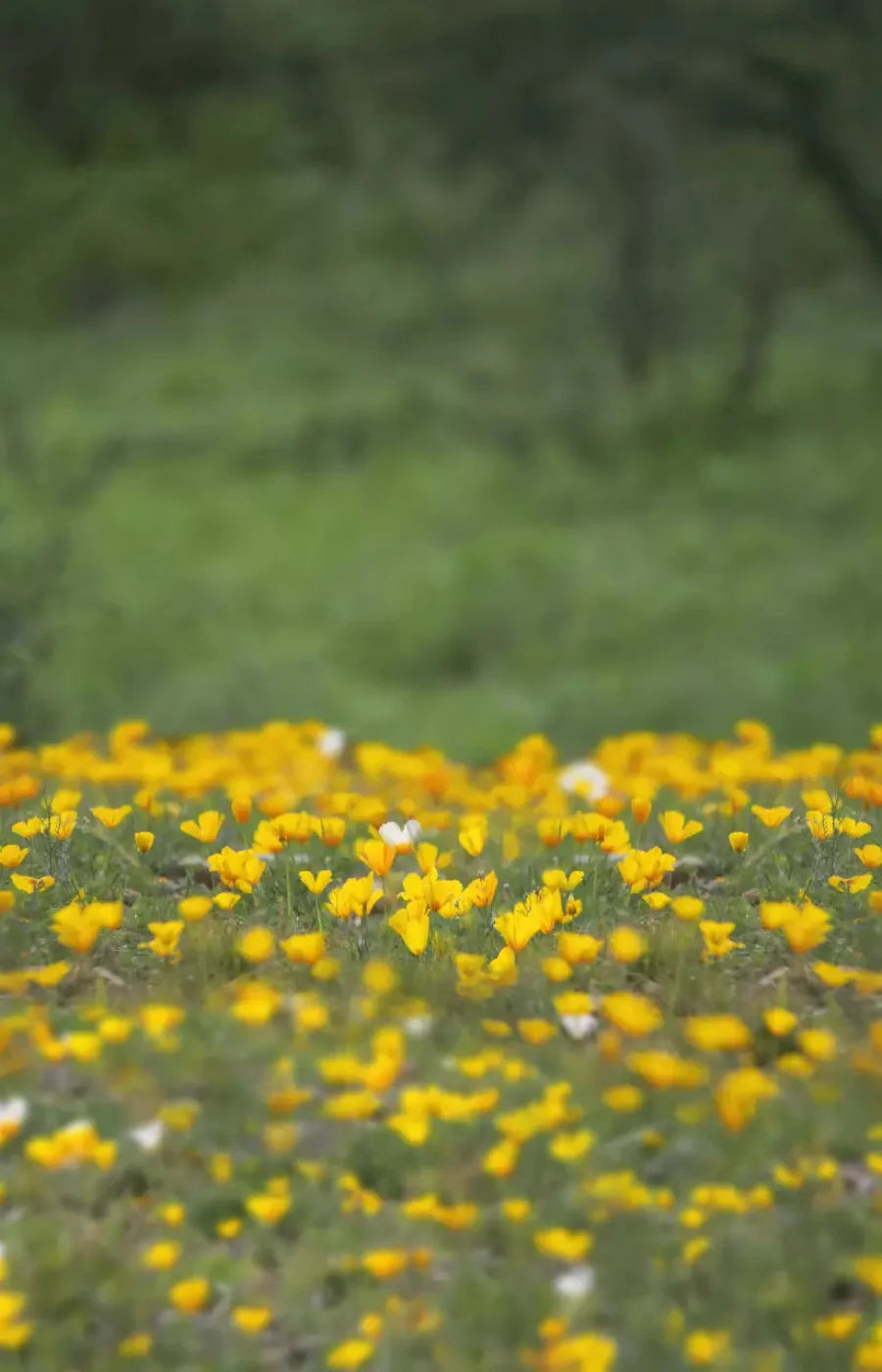 Yellow Poppies 8X12 Ultracloth ( 96 X 144 Inch ) Backdrop