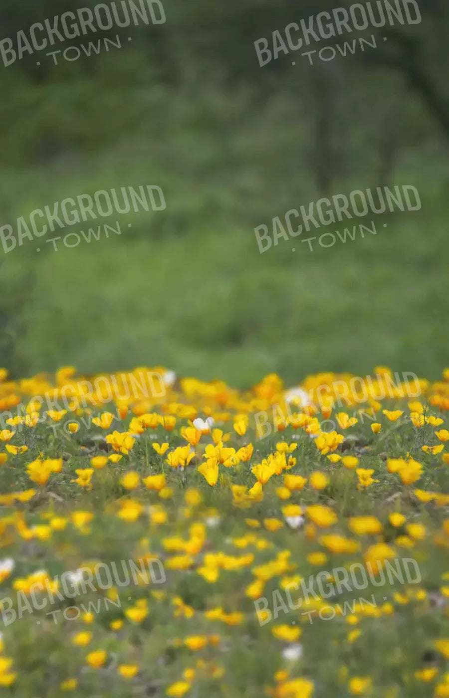 Yellow Poppies 8X12 Ultracloth ( 96 X 144 Inch ) Backdrop