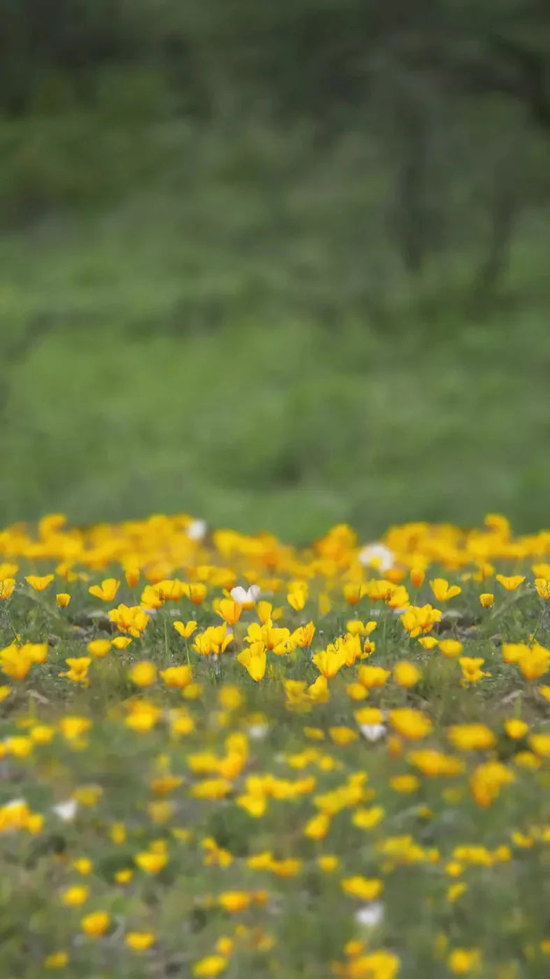Yellow Poppies 8X14 Ultracloth ( 96 X 168 Inch ) Backdrop