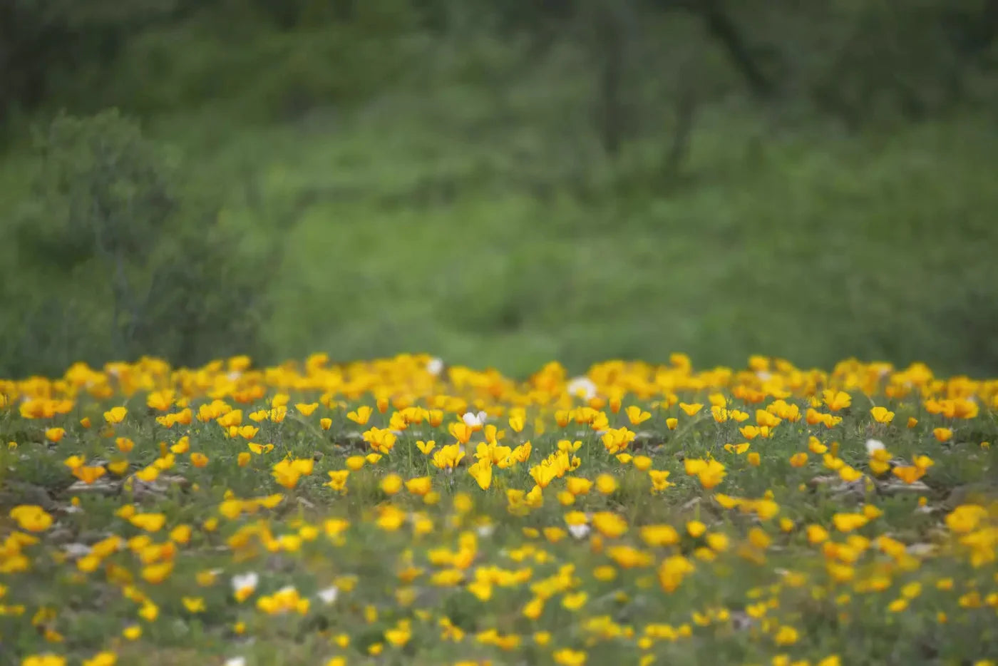 Yellow Poppies 8X5 Ultracloth ( 96 X 60 Inch ) Backdrop