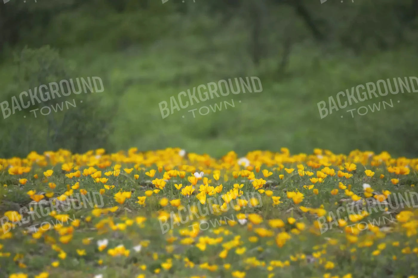 Yellow Poppies 8X5 Ultracloth ( 96 X 60 Inch ) Backdrop
