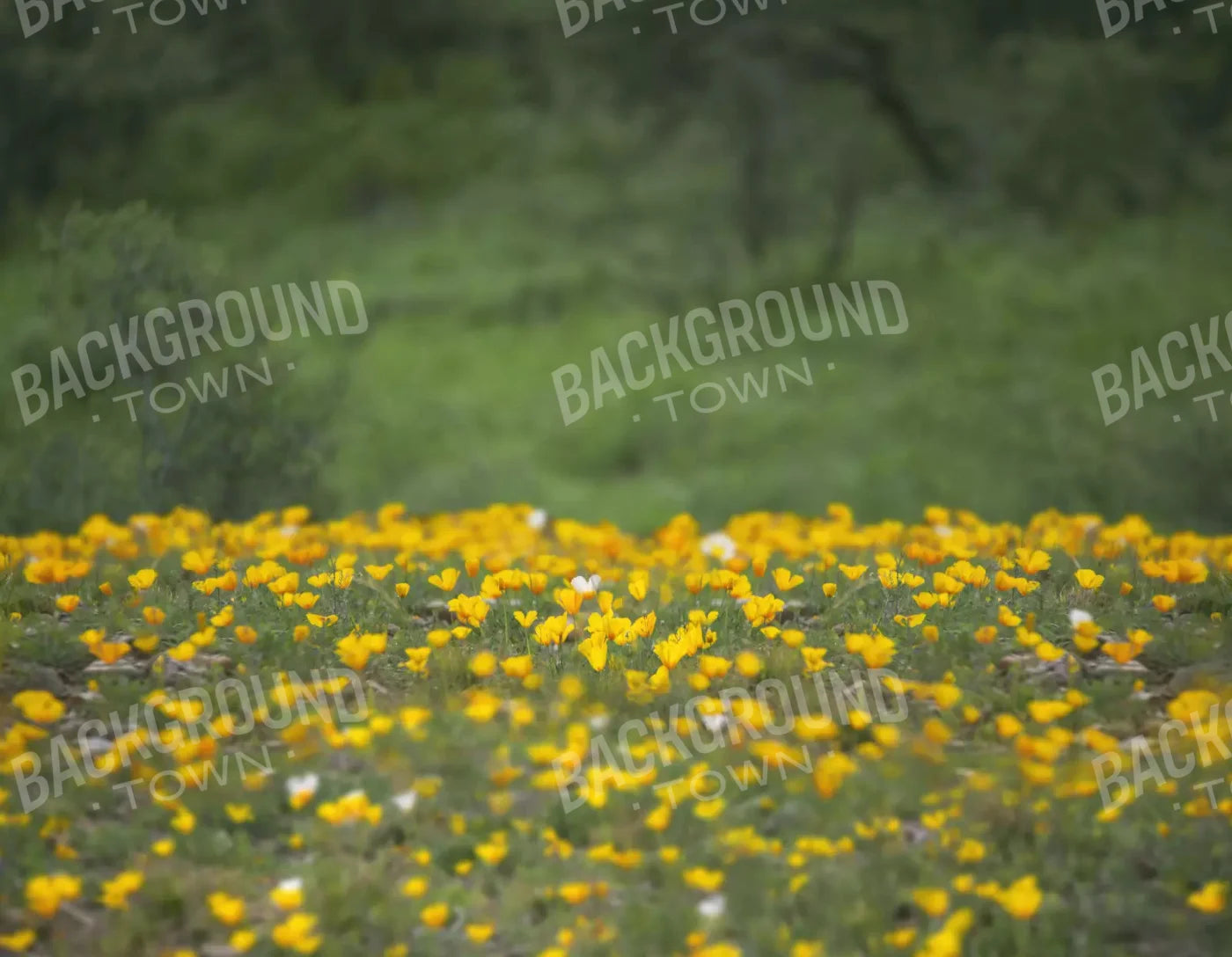 Yellow Poppies 8X6 Fleece ( 96 X 72 Inch ) Backdrop