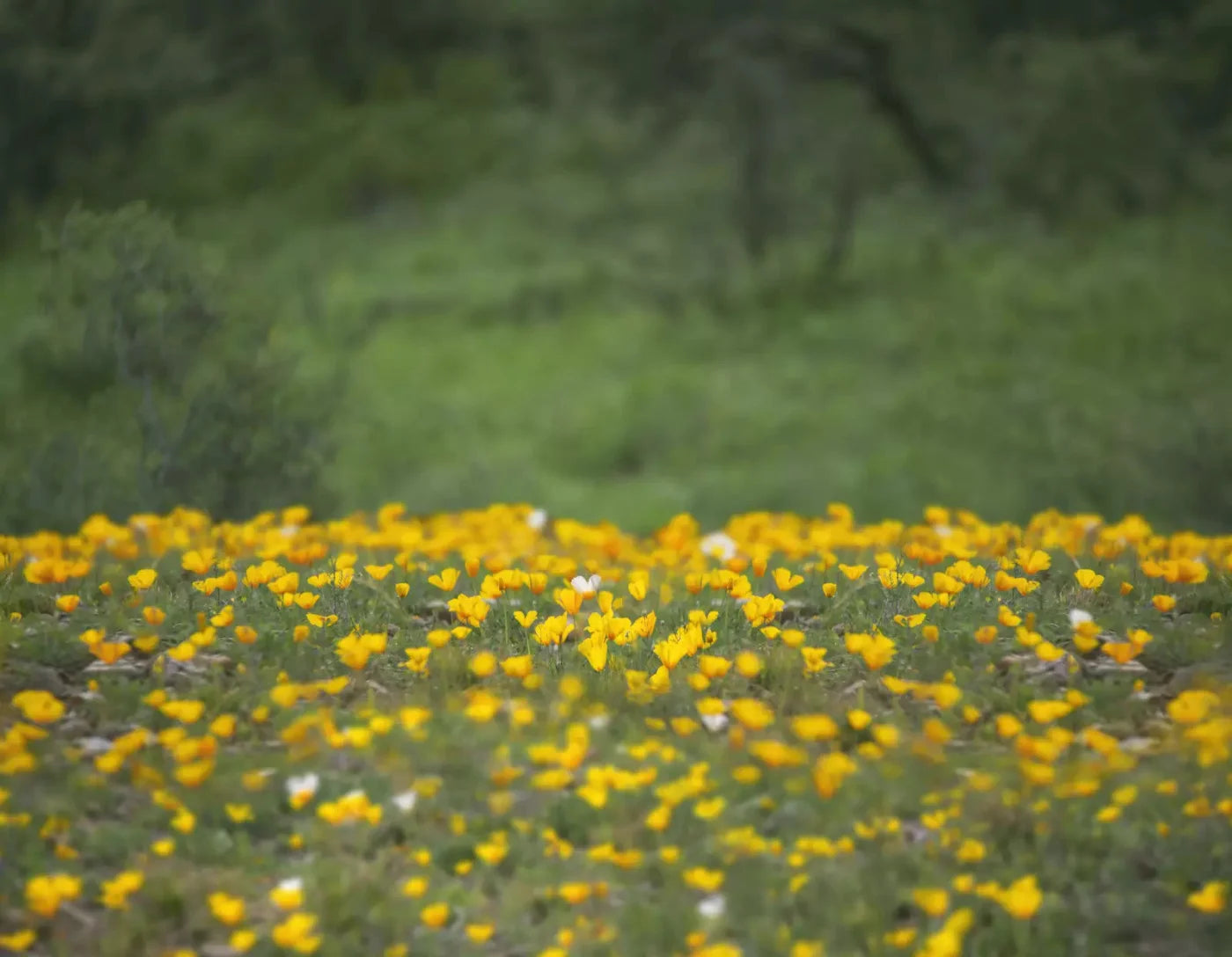Yellow Poppies 8X6 Fleece ( 96 X 72 Inch ) Backdrop