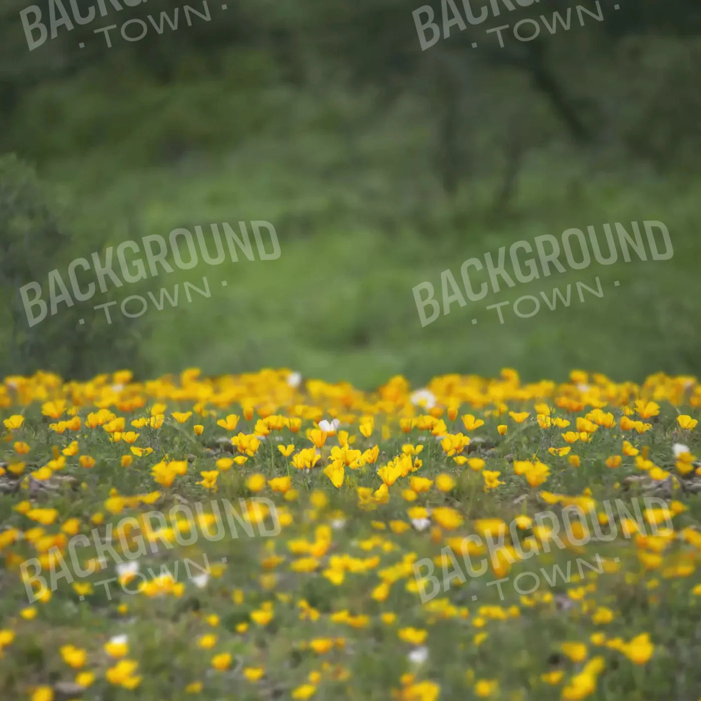 Yellow Poppies 8X8 Fleece ( 96 X Inch ) Backdrop
