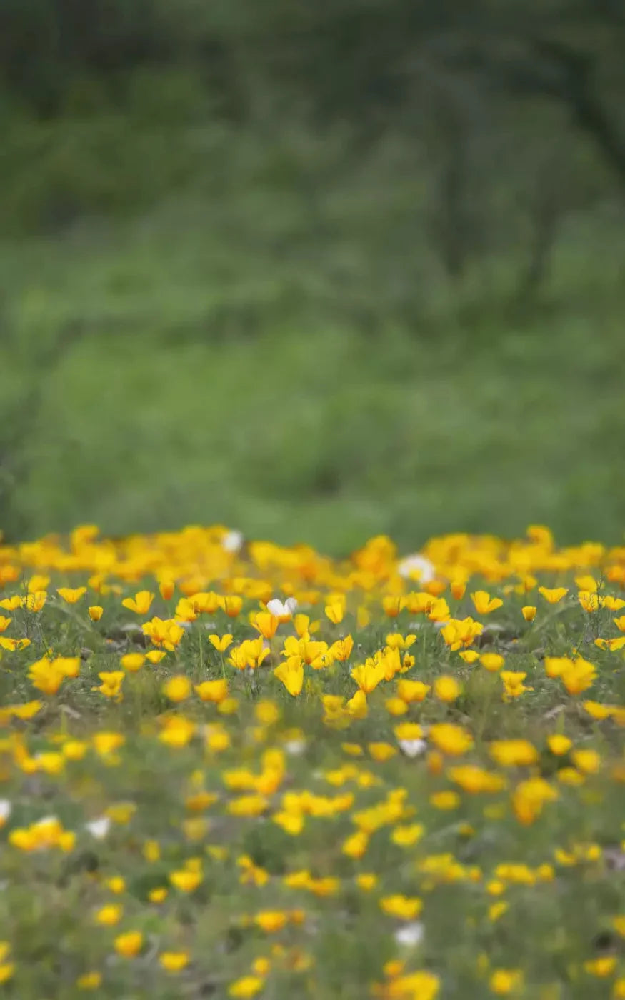 Yellow Poppies 9X14 Ultracloth ( 108 X 168 Inch ) Backdrop