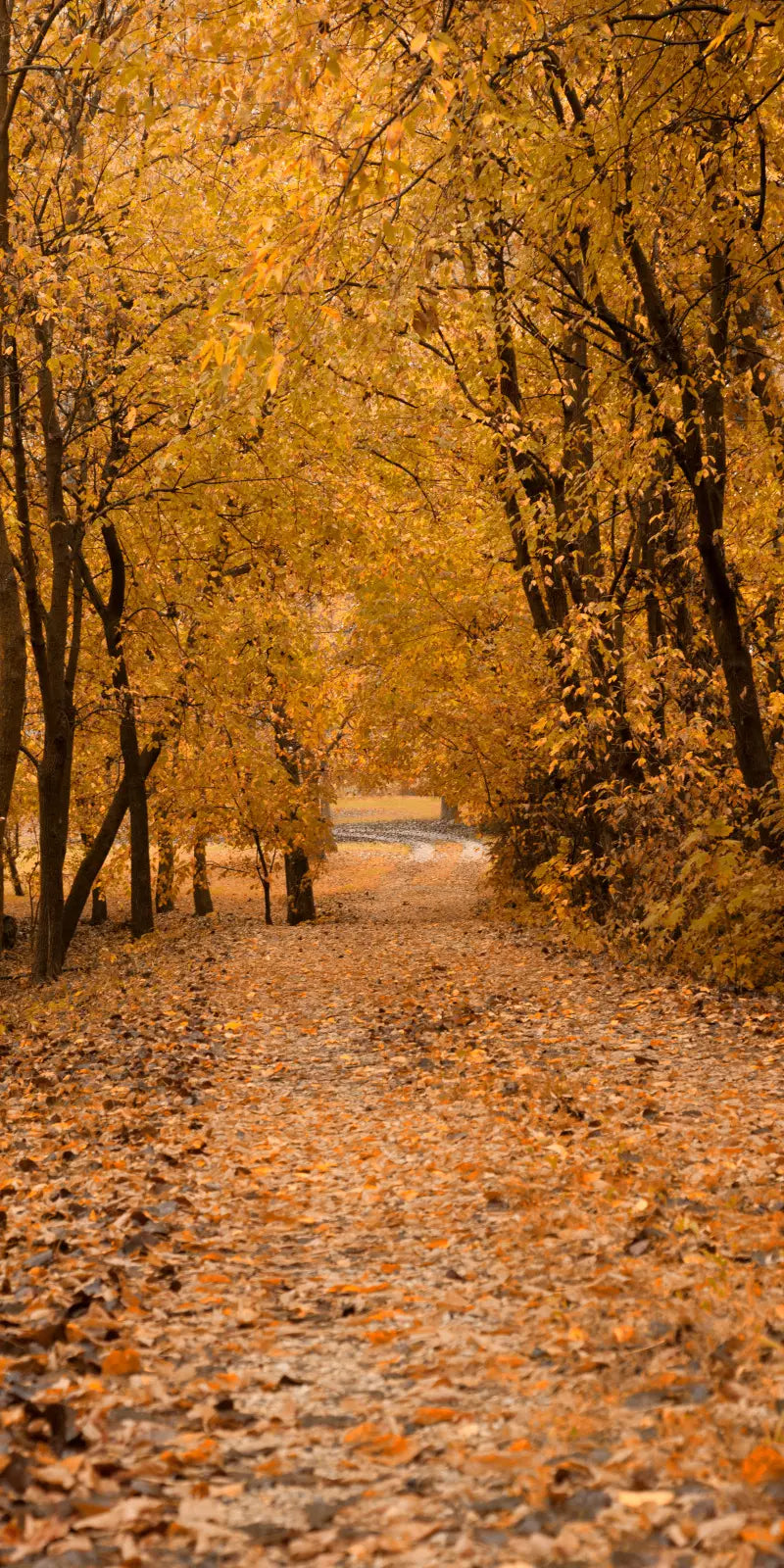 Walking in Fall