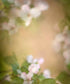 Beige Spring Backdrop for Photography