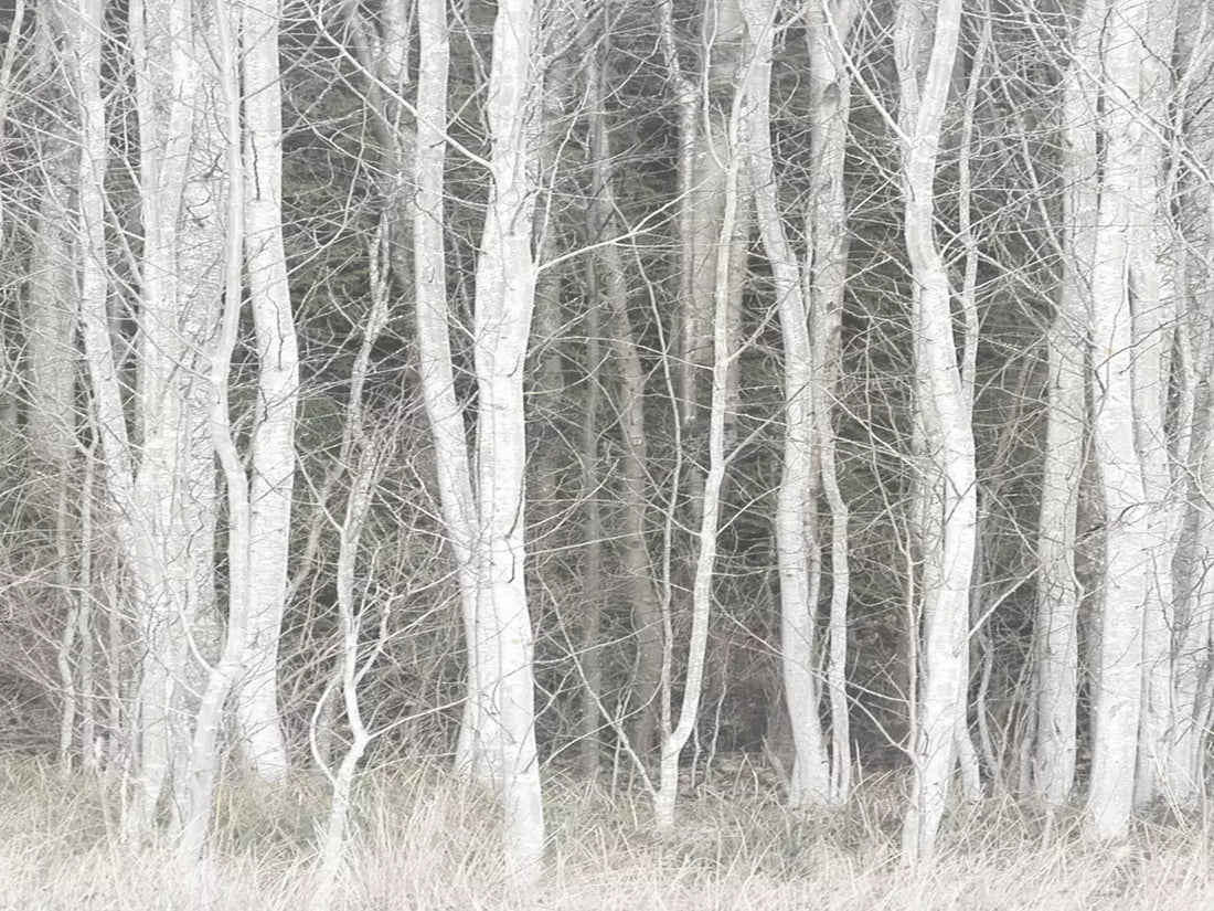 Frosted Birch