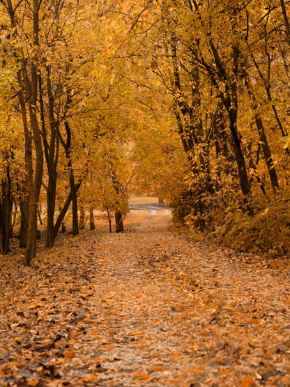 Walking in Fall